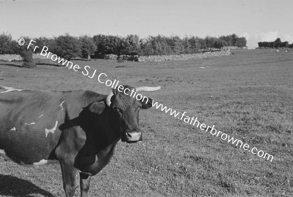 CARRICKOGUNNELL ? COWS EATING